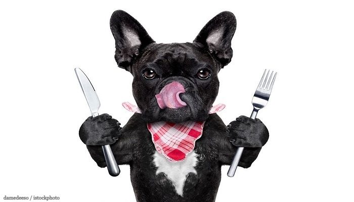 Bagaimana Memilih Makanan Anjing yang Tepat? 1 Makanan Anjing