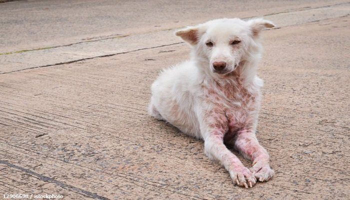 Scabies Pada Anjing