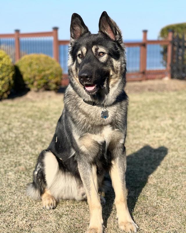 22 Ras Anjing Serigala yang Mengagumkan 14 Anjing Serigala