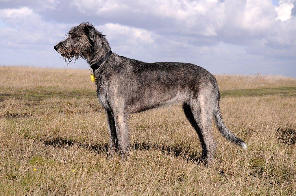 19 Anjing Besar yang Gagah dan Mengagumkan 15 Anjing Besar