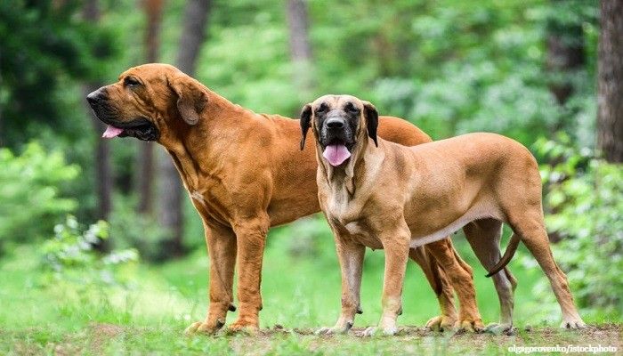 19 Anjing Besar yang Gagah dan Mengagumkan 1 Anjing Besar