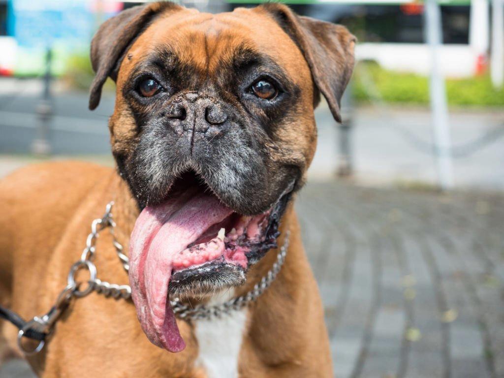 16 Anjing Paling Berbahaya dan Agresif 12 Anjing Paling Berbahaya