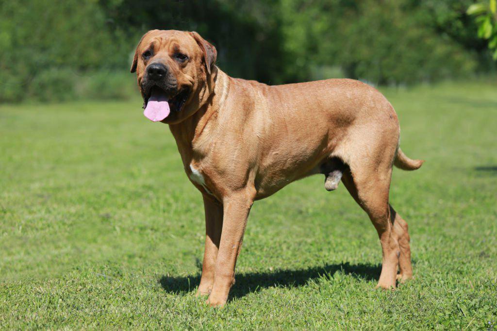 16 Anjing Paling Berbahaya dan Agresif 7 Anjing Paling Berbahaya