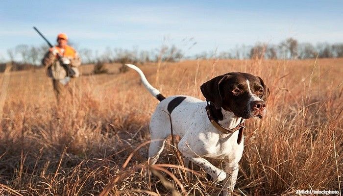 18 Anjing Pemburu Paling Andal 1 Anjing Pemburu