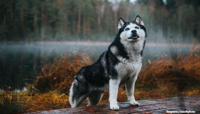 22 Ras Anjing Serigala yang Mengagumkan 1 Anjing Serigala