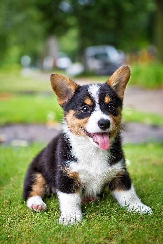 20 Anjing Terlucu di Dunia, Dijamin Menggemaskan 12 Anjing Terlucu di Dunia