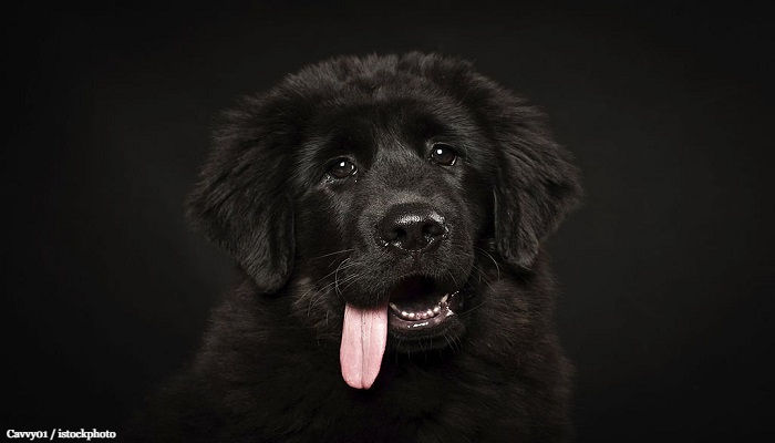 18 Anjing Termahal Dunia, Harganya Fantastis 1 Anjing Termahal Dunia