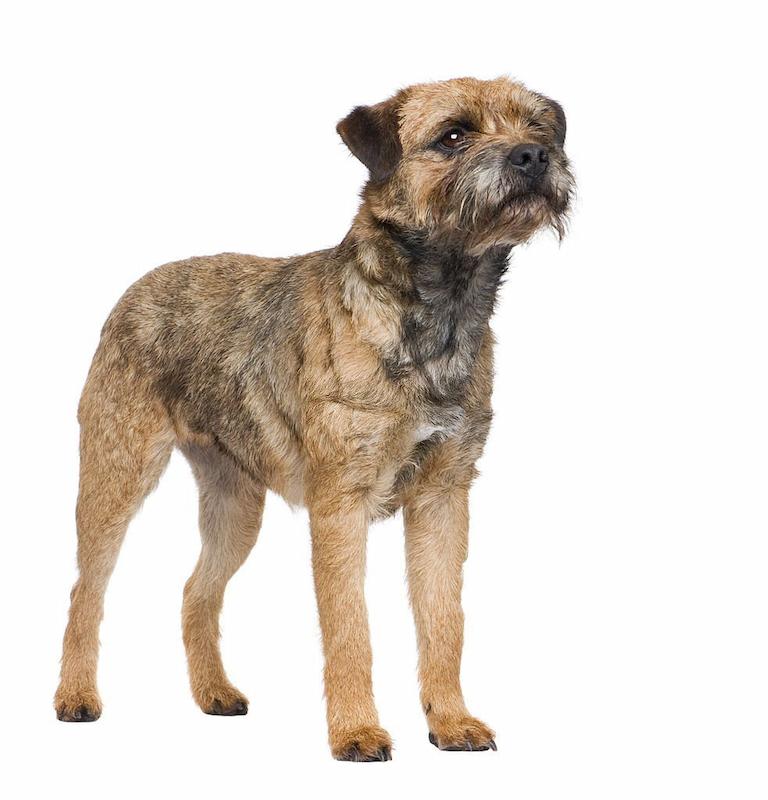 31 Jenis Anjing Terrier Dari yang Kecil Hingga Terbesar 7 Jenis Anjing Terrier