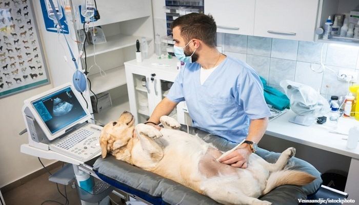 Ciri-ciri Anjing Hamil dan Perawatannya 1 Ciri-ciri Anjing Hamil