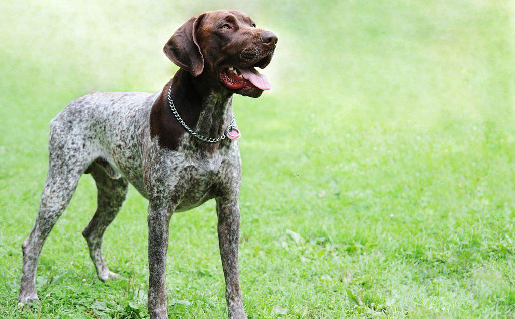 15 Jenis Anjing Polisi yang Cerdas dan Pemberani 8 Jenis Anjing Polisi
