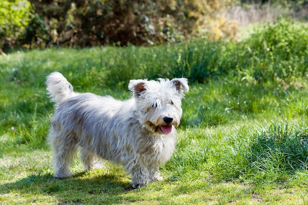 31 Jenis Anjing Terrier Dari yang Kecil Hingga Terbesar 12 Jenis Anjing Terrier
