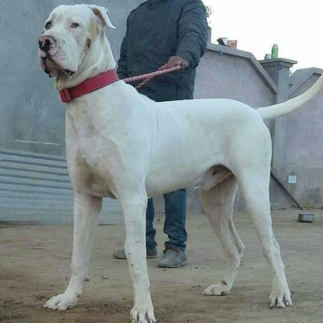 16 Anjing Paling Berbahaya dan Agresif 8 Anjing Paling Berbahaya