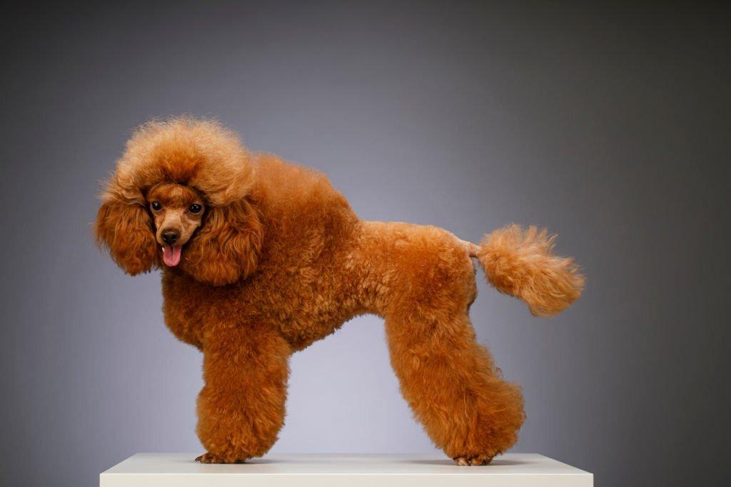 18 Jenis Anjing Kecil yang Mudah Dipelihara 12 Jenis Anjing Kecil