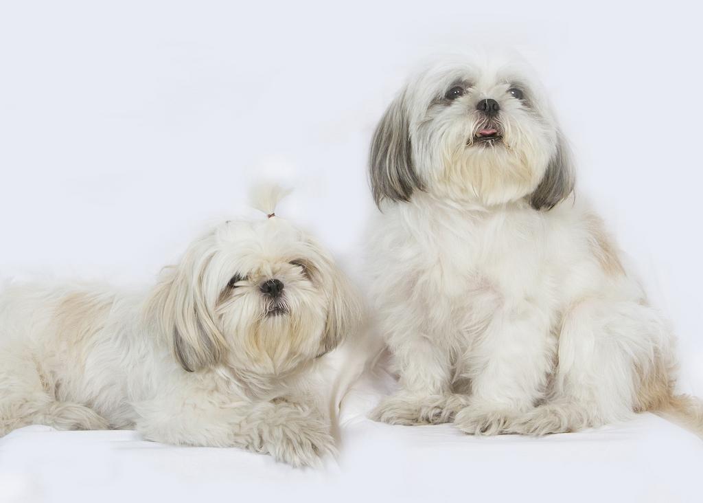 18 Jenis Anjing Kecil yang Mudah Dipelihara 14 Jenis Anjing Kecil