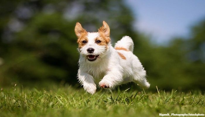 31 Jenis Anjing Terrier Dari yang Kecil Hingga Terbesar 1 Jenis Anjing Terrier
