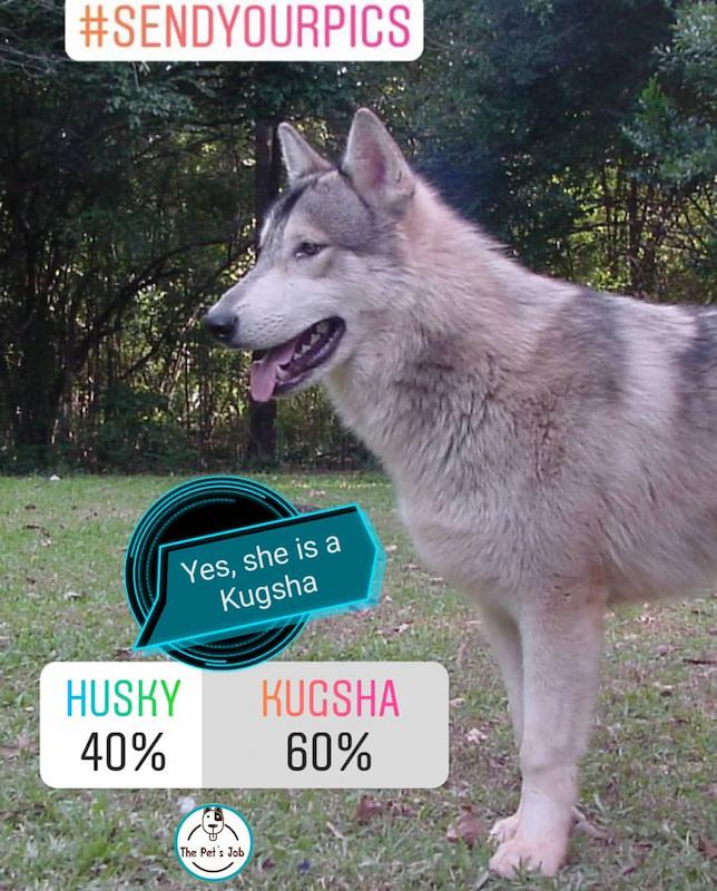 22 Ras Anjing Serigala yang Mengagumkan 9 Anjing Serigala