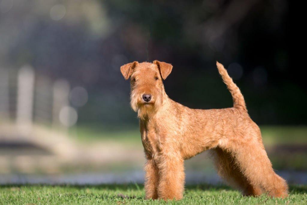 31 Jenis Anjing Terrier Dari yang Kecil Hingga Terbesar 15 Jenis Anjing Terrier