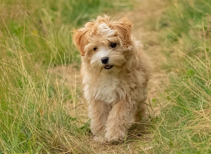 18 Anjing Termahal Dunia, Harganya Fantastis 6 Anjing Termahal Dunia