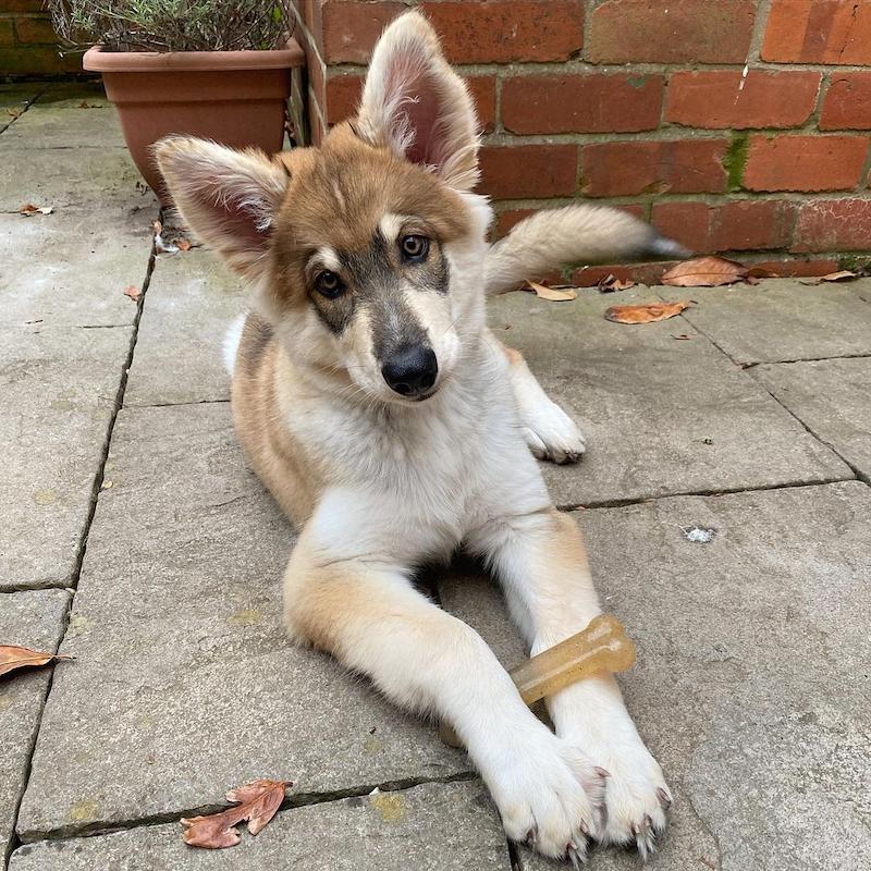 22 Ras Anjing Serigala yang Mengagumkan 15 Anjing Serigala