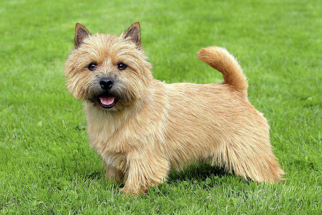 31 Jenis Anjing Terrier Dari yang Kecil Hingga Terbesar 20 Jenis Anjing Terrier