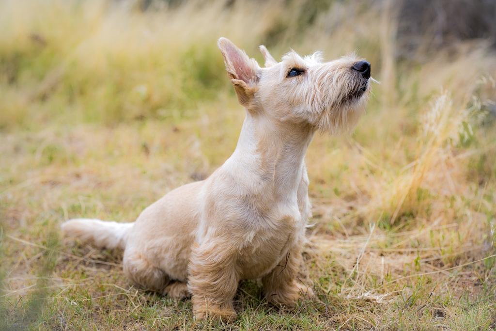 31 Jenis Anjing Terrier Dari yang Kecil Hingga Terbesar 24 Jenis Anjing Terrier