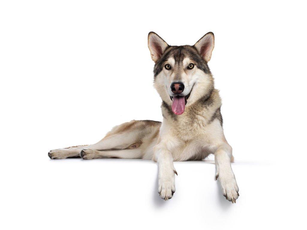 22 Ras Anjing Serigala yang Mengagumkan 12 Anjing Serigala