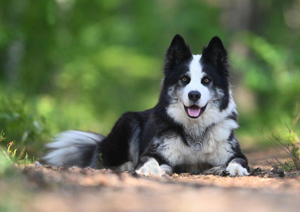 22 Ras Anjing Serigala yang Mengagumkan 22 Anjing Serigala