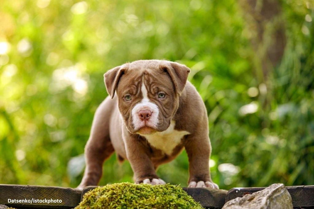 Anjing American Bully 4 Anak Anjing American Bully