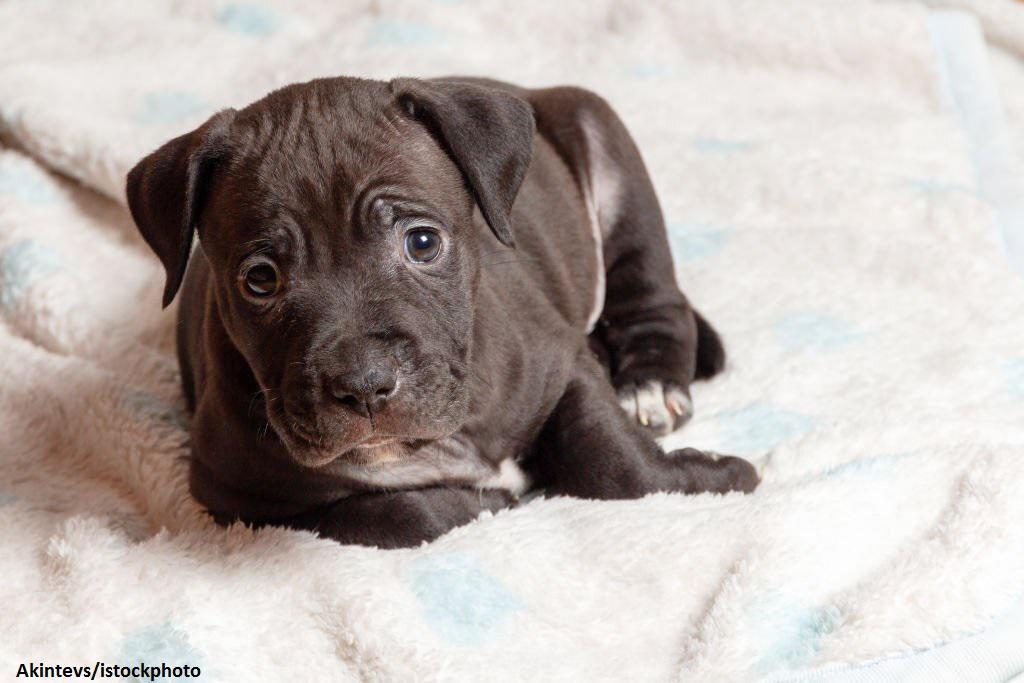 Anjing American Pitbull 4 Anak Anjing American Pitbull