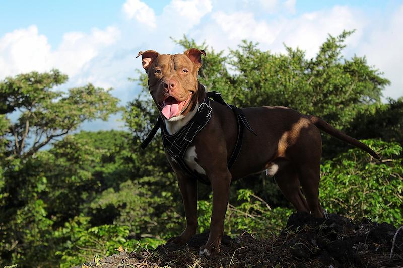 Anjing American Pitbull 1 Anjing American Pitbull