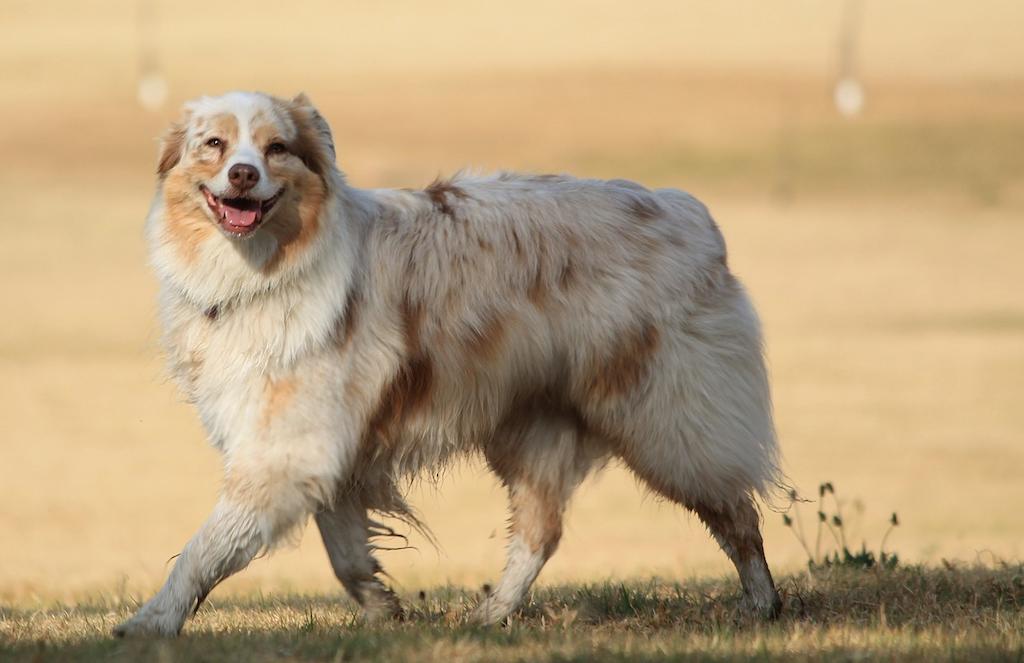 20 Ras Anjing Berbulu Tebal 7 Anjing Berbulu Tebal Australian Shepherd