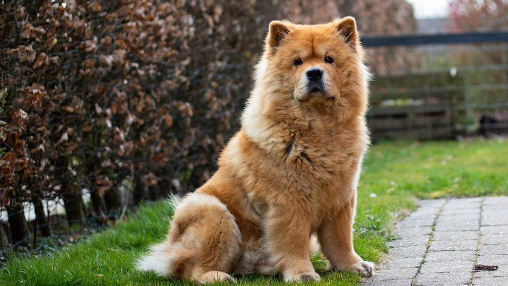 20 Ras Anjing Berbulu Tebal 2 Anjing Berbulu Tebal Chow Chow