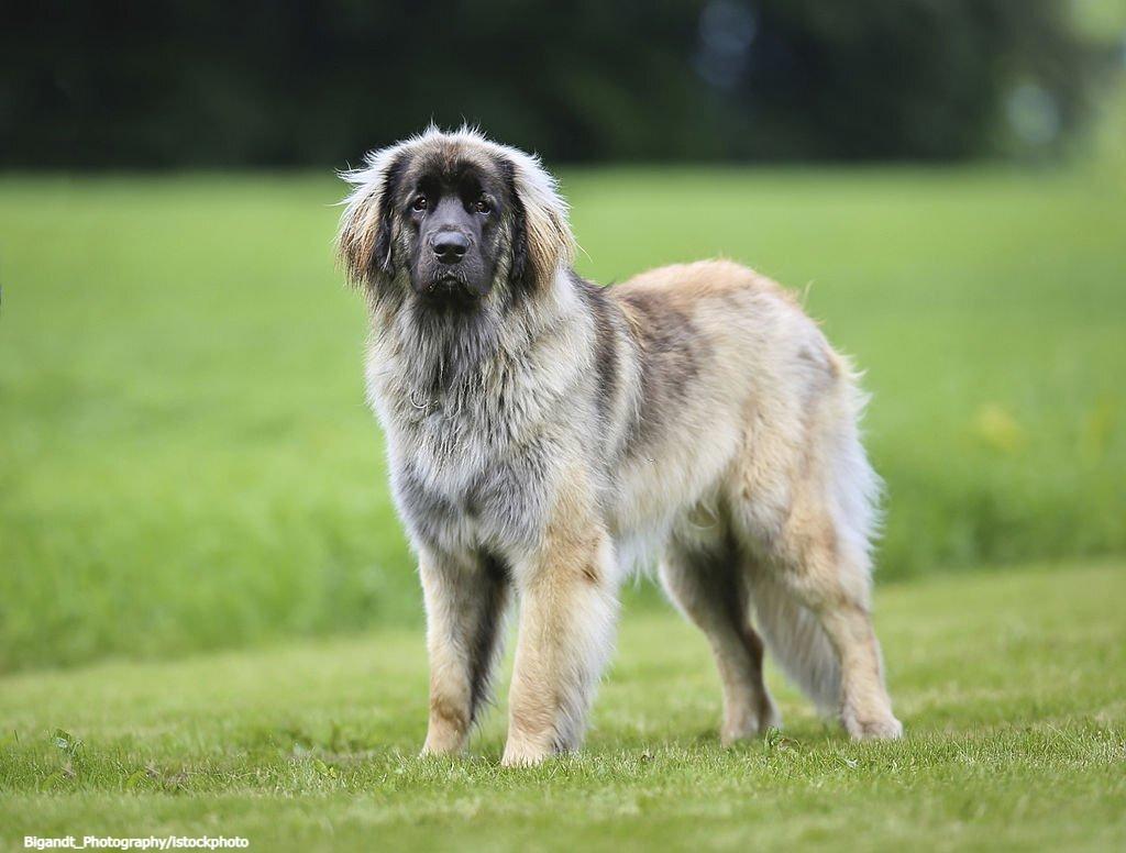 20 Ras Anjing Berbulu Tebal 9 Anjing Berbulu Tebal Leonberger