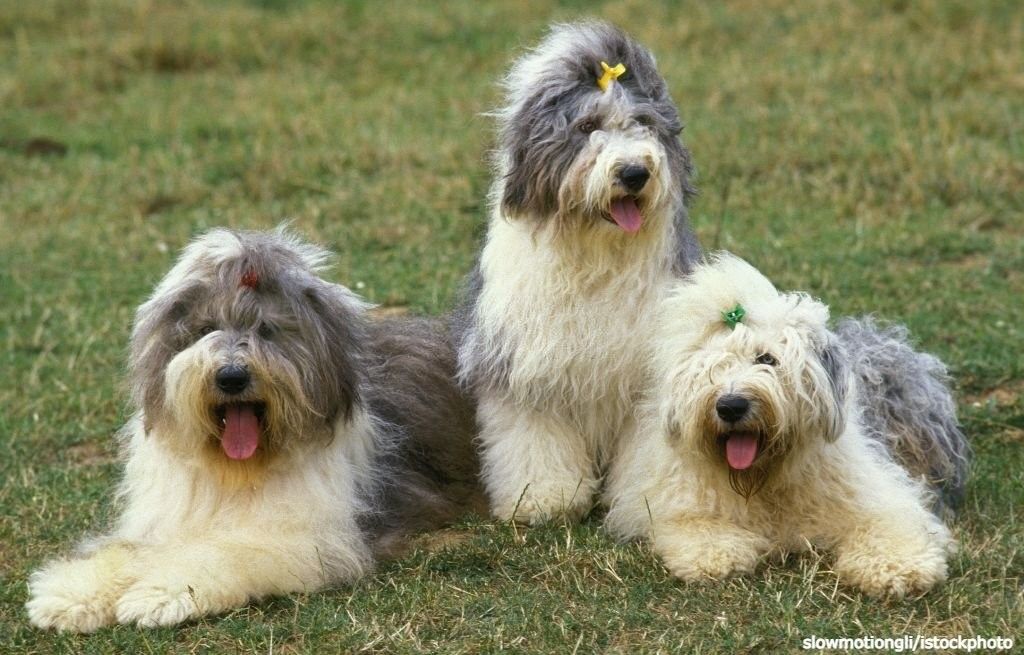 20 Ras Anjing Berbulu Tebal 19 Anjing Berbulu Tebal Old English Sheepdog