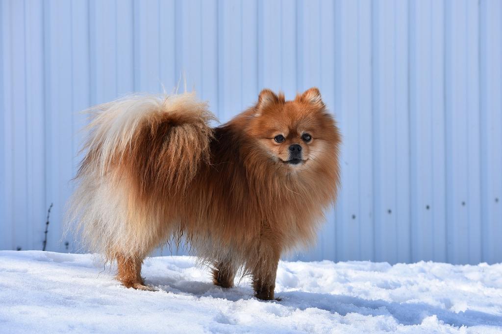 20 Ras Anjing Berbulu Tebal 11 Anjing Berbulu Tebal Pomeranian