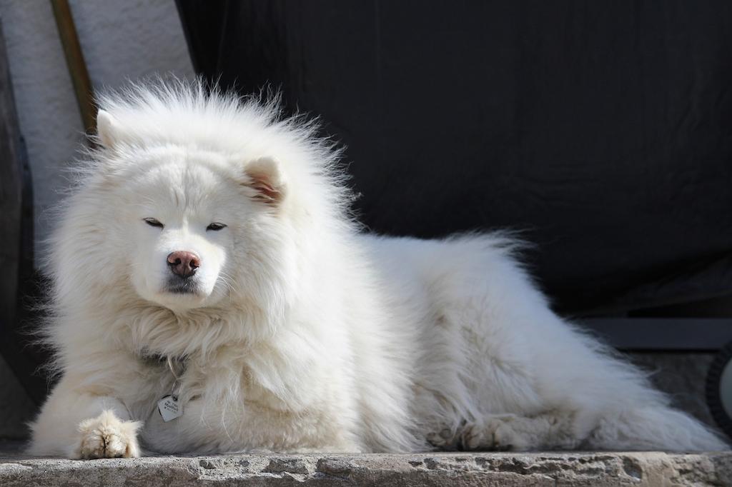 20 Ras Anjing Berbulu Tebal 12 Anjing Berbulu Tebal Samoyed