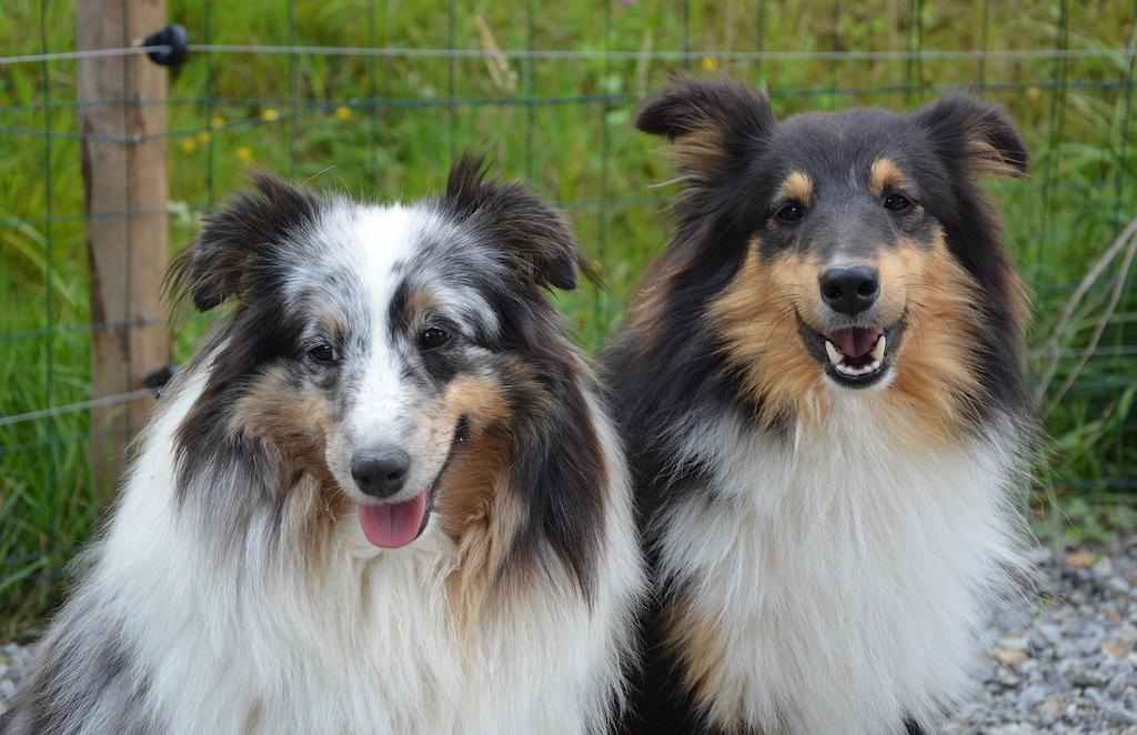 20 Ras Anjing Berbulu Tebal 20 Anjing Berbulu Tebal Shetland Sheepdog