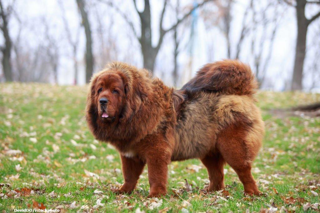20 Ras Anjing Berbulu Tebal 4 Anjing Berbulu Tebal Tibetan Mastiff