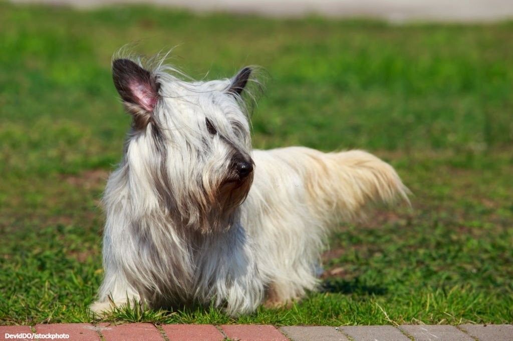 17 Ras Anjing Kaki Pendek 15 Anjing Berkaki Pendek Skye Terrier