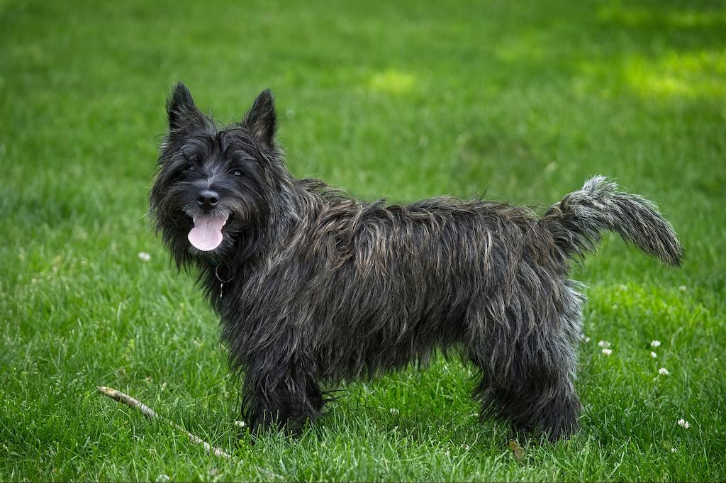 17 Ras Anjing Kaki Pendek 17 Anjing Kaki Pendek Cairn Terrier