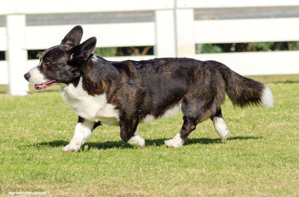 17 Ras Anjing Kaki Pendek 8 Anjing Kaki Pendek Cardigan Welsh Corgi