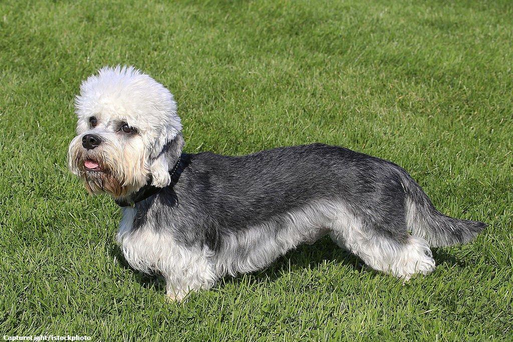 17 Ras Anjing Kaki Pendek 10 Anjing Kaki Pendek Dandie Dinmont Terrier
