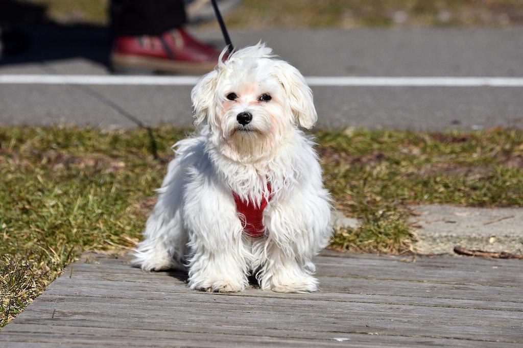 17 Ras Anjing Kaki Pendek 7 Anjing Kaki Pendek Maltese