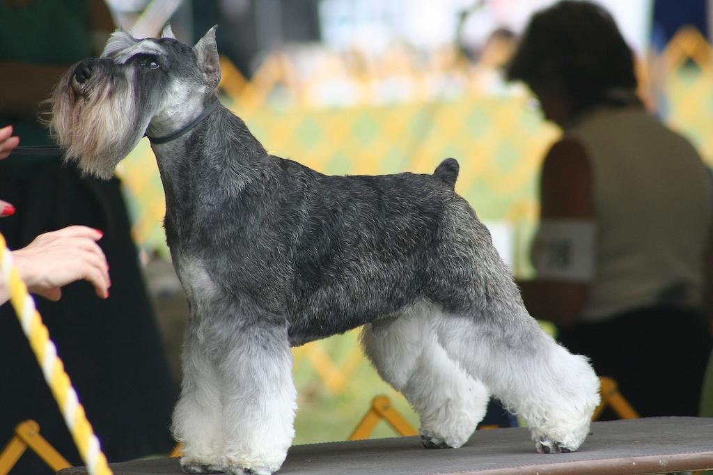 17 Ras Anjing Kaki Pendek 6 Anjing Kaki Pendek Miniature Schnauzer