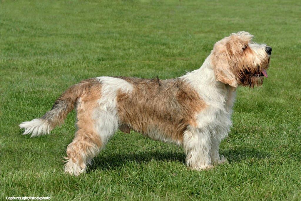 17 Ras Anjing Kaki Pendek 16 Anjing Kaki Pendek Petit Basset Griffon Vendeen