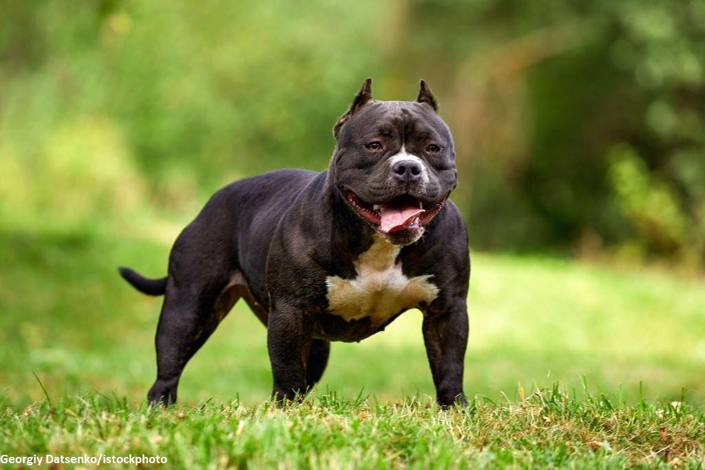 Anjing American Bully 2 Ciri-ciri Anjing American Bully