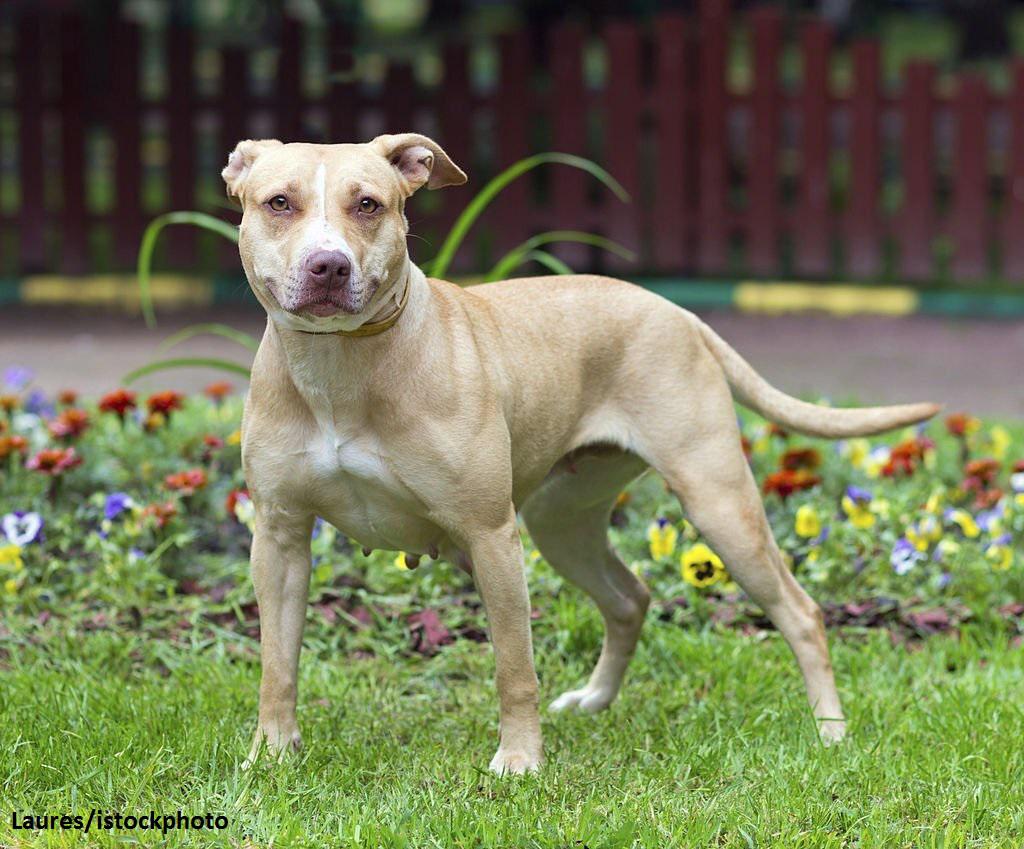 Anjing American Pitbull 2 Ciri-ciri Anjing American Pitbull