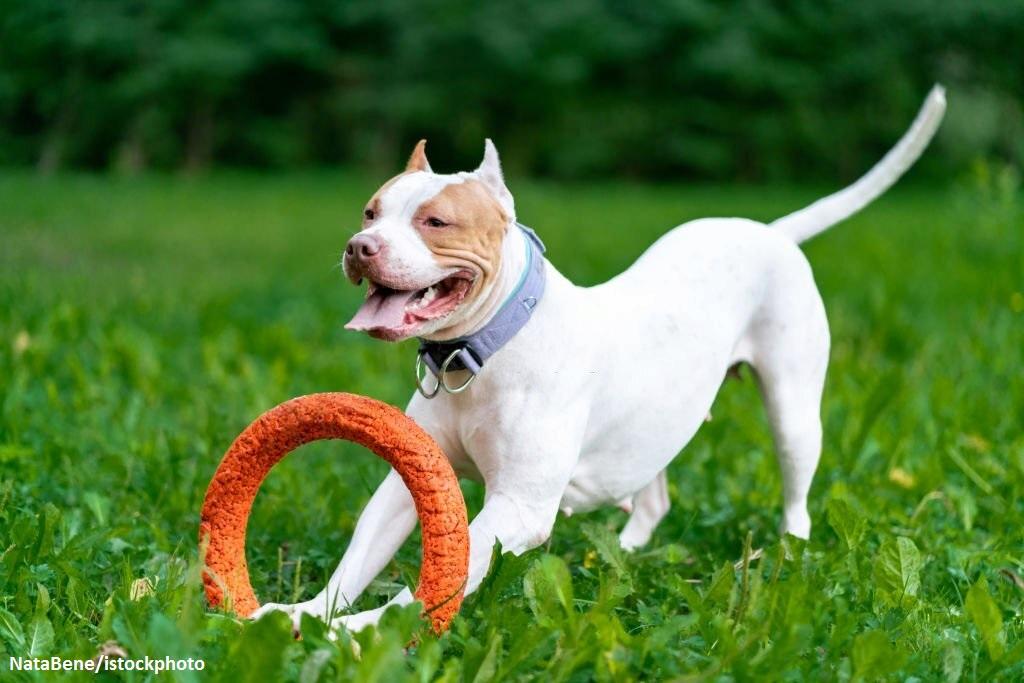 Anjing American Pitbull 3 Merawat Anjing American Pitbull