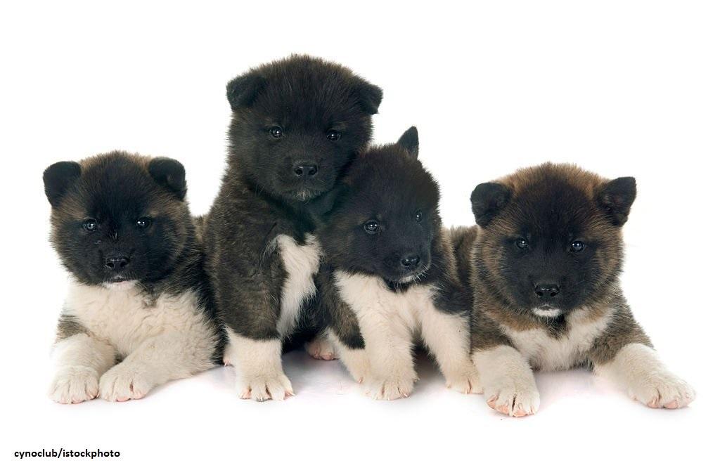 Anjing American Akita 4 Anak Anjing American Akita