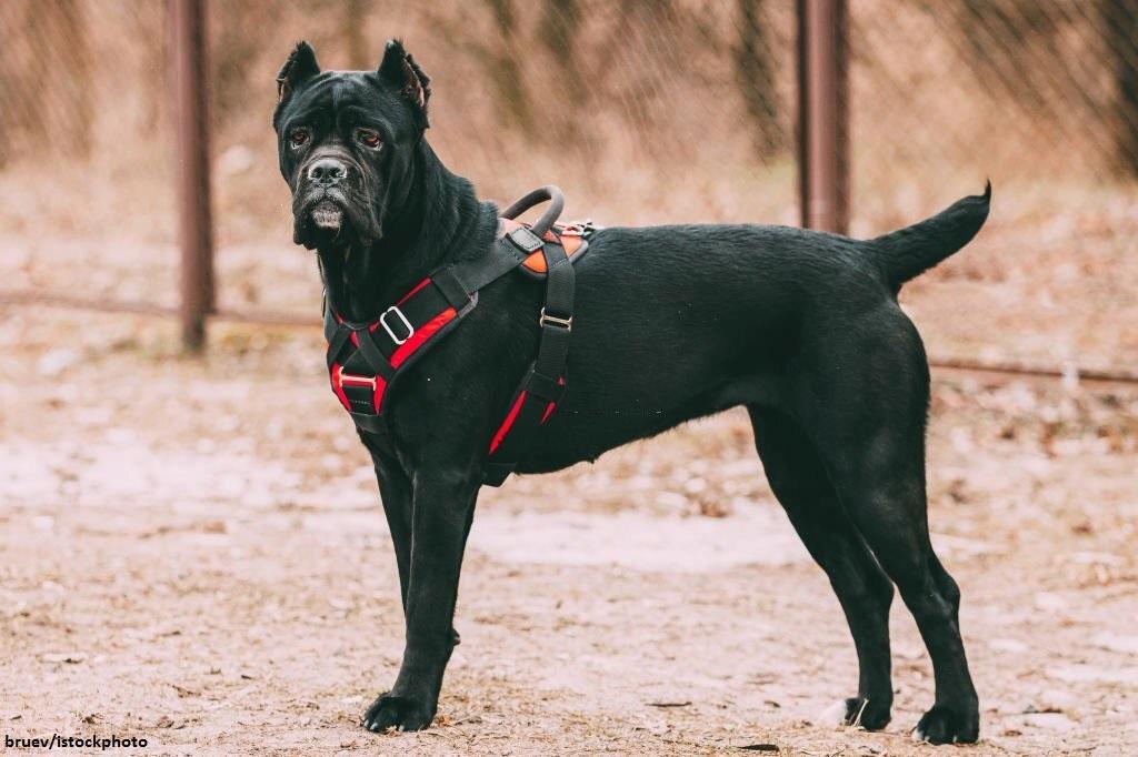 15 Ras Anjing Penjaga yang Hebat dan Mengagumkan 13 Anjing Penjaga